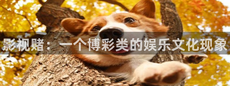泡泡午夜电影：影视赌：一个博彩类的娱乐文化现象